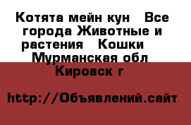 Котята мейн кун - Все города Животные и растения » Кошки   . Мурманская обл.,Кировск г.